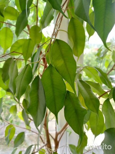 Фикус высотой 1,1м
