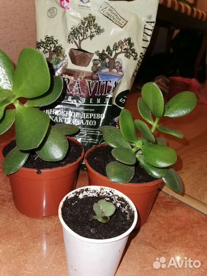 Толстянка/Денежное дерево