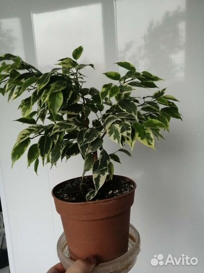 Фикус бенджамина