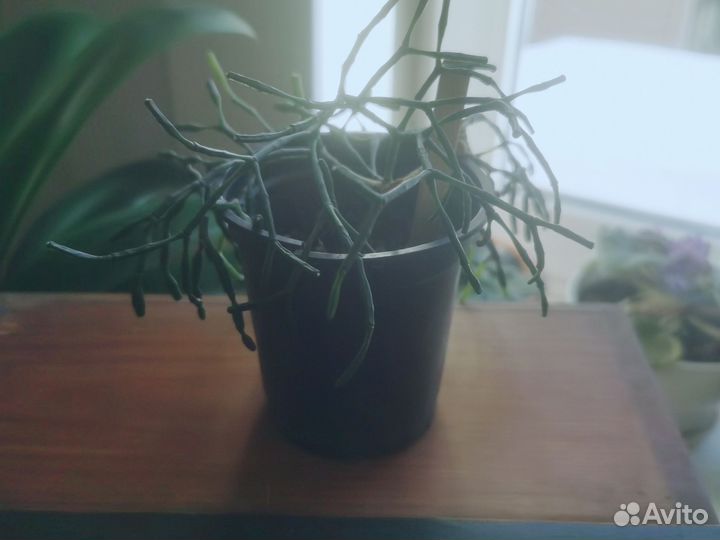 Хатиора (отросток)