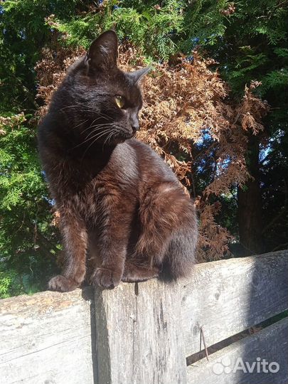 Кошечки в дар