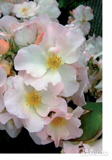 Роза мускусная Салли Холмс саженцы