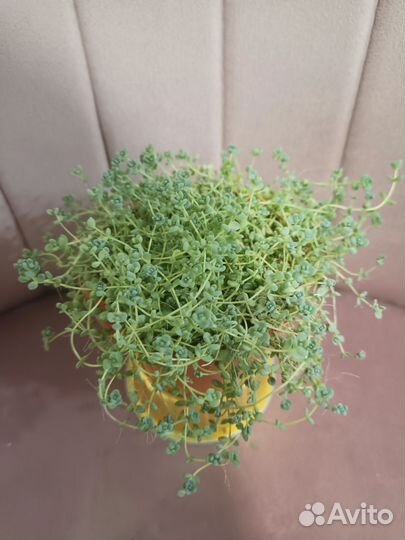 Суккуленты