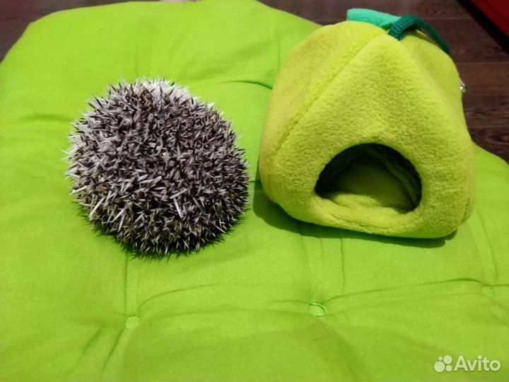 Домик для грызунов