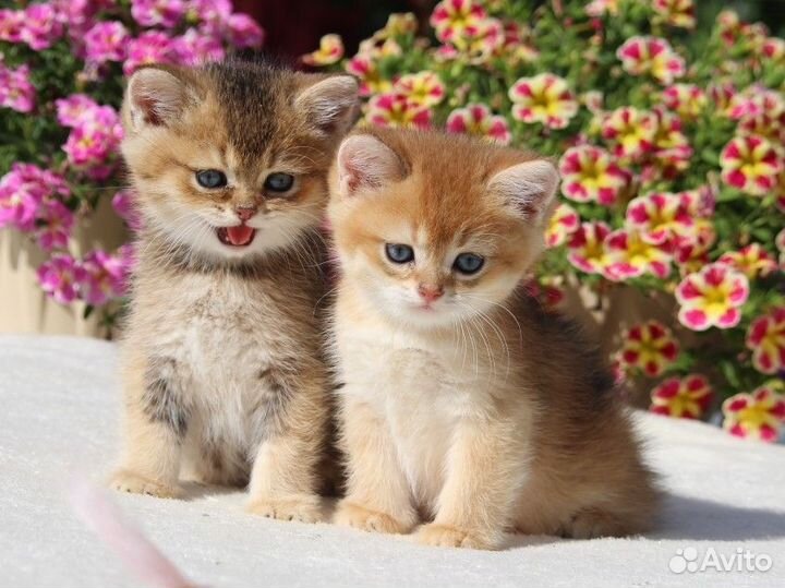 Золотая шиншилла