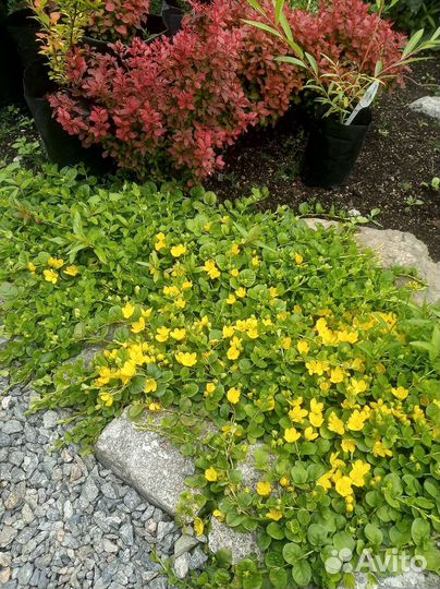 Многолетние садовые растения