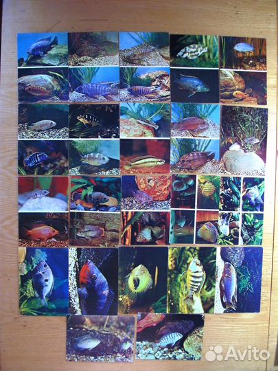 Открытки животных,пресмыкающихся,рыб и бабочек