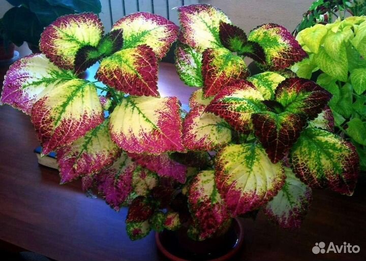 Колеус аватар