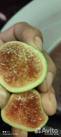 Саженцы инжира