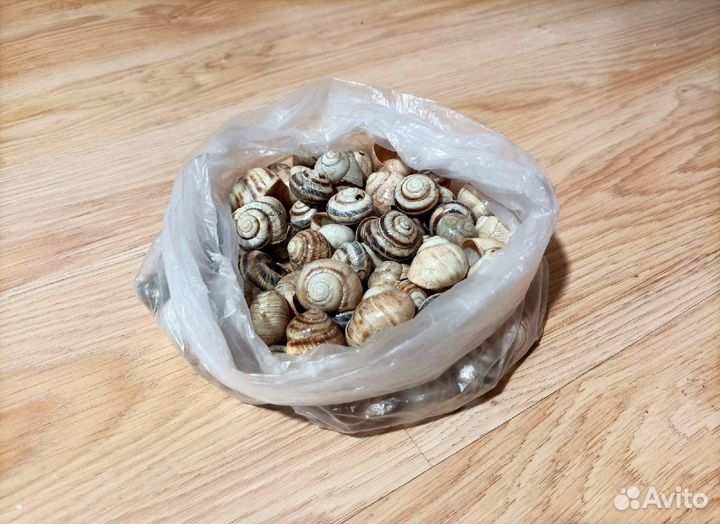 Ракушки для творчества и поделок