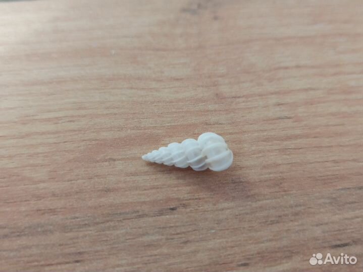 Морская раковина