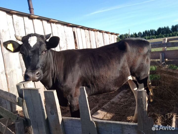 Тёлка нетель