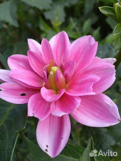 Георгин, его клубни