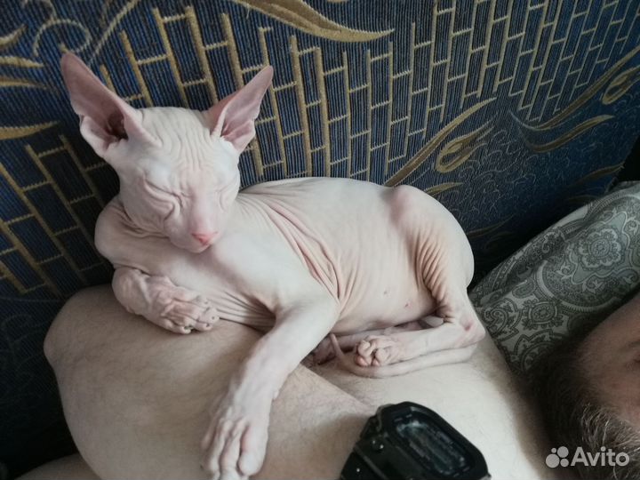 Донской сфинкс вязка