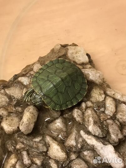 Маленькая черепаха