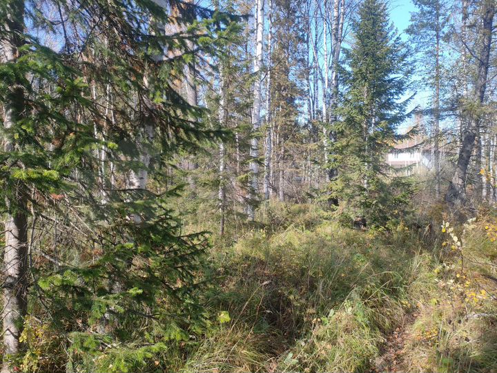 Участок 21 сот. (СНТ, ДНП)