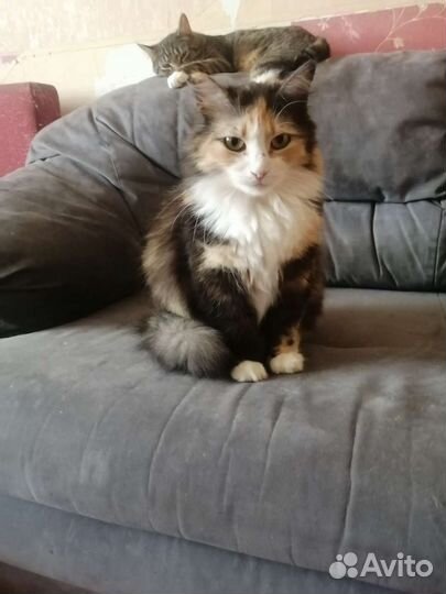 Кошка в дар бесплатно в добрые руки