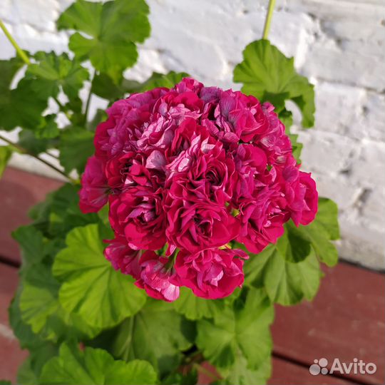 Герань пеларгония