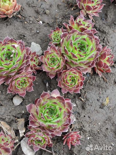 Молодило (каменная роза)