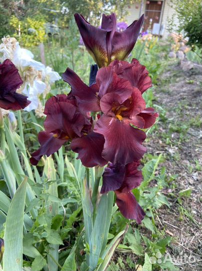 Ирисы бородатые