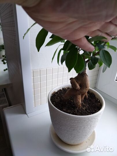 Фикус Даниэль, Микрокарпа