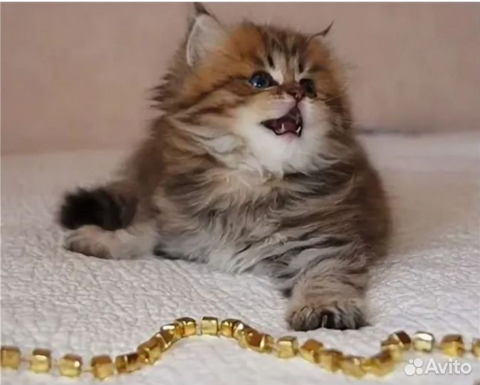 Шотландские котята