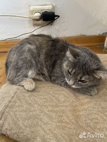Кошечка Соня ищет дом