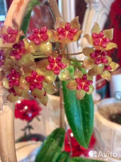 Хойя Callistophilla Regidifolia Platycaulis