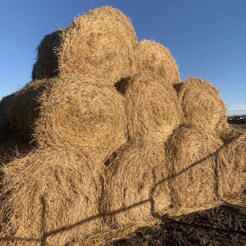 Солома ячменная в рулонах