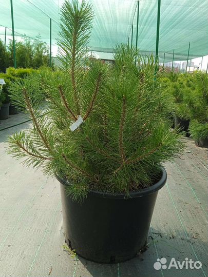 Сосны горные в ассортименте