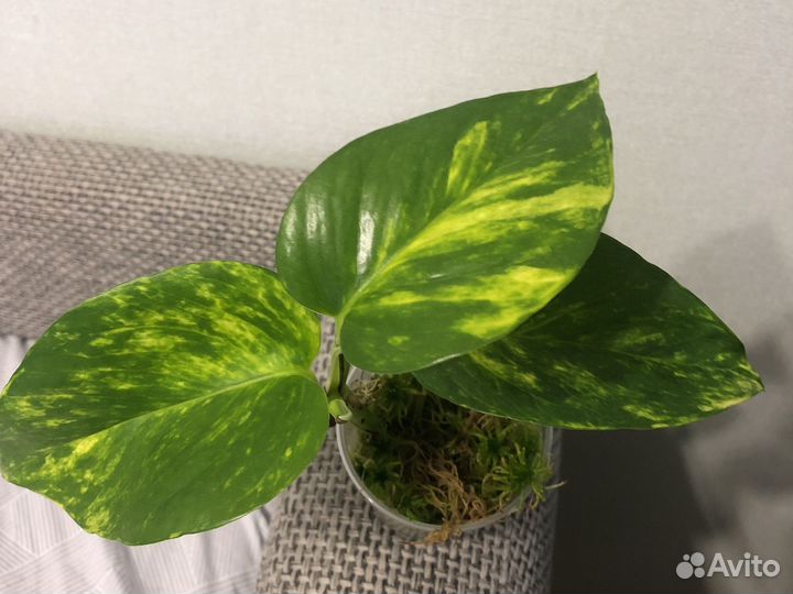 Сциндапсус