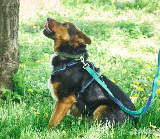 Метис зенненхунда Илюша хочет домой из приюта