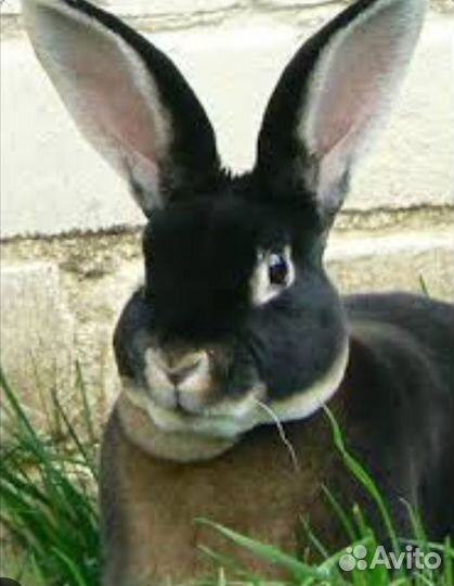 Кролики породы Рекс