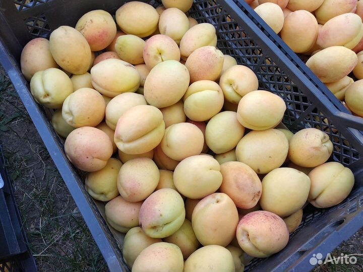 Черенки для прививки (абрикос, яблоня, слива)