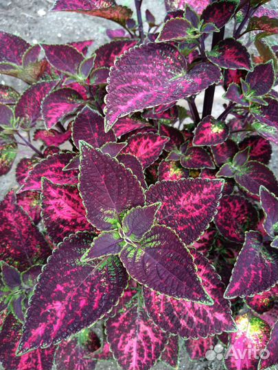 Колеусы сортовые