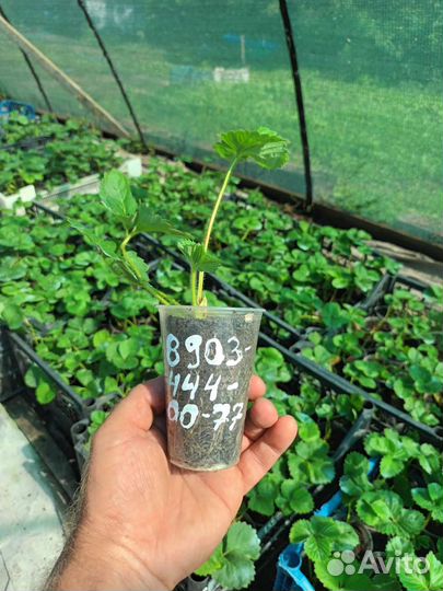 Рассада ремонтантной клубники