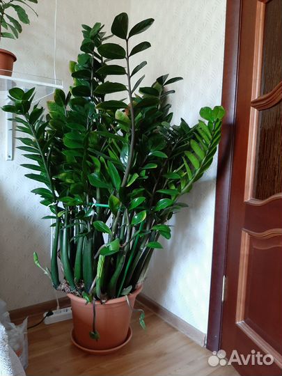 Растения замиокулькас и спатифиллум
