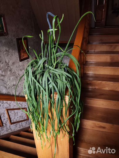 Леписмиум Боливианум