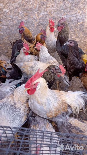 Куры несушки