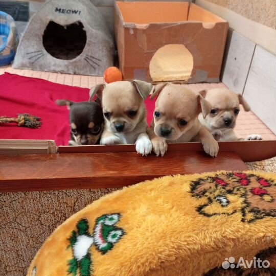 Щенки чихуахуа