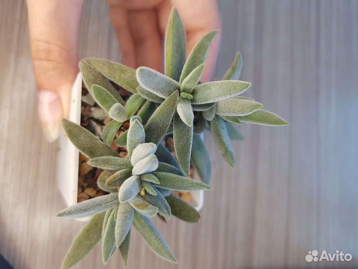 Суккуленты #2