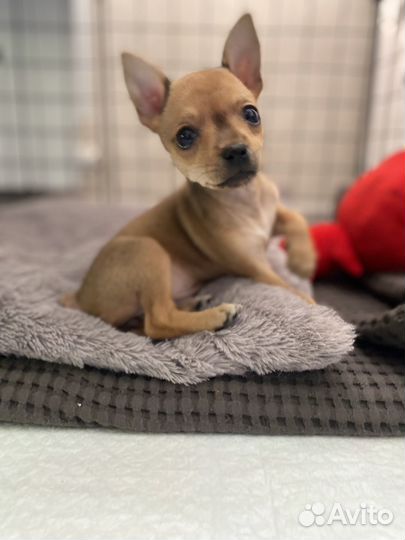 Щенок мини той-терьер (девочка)