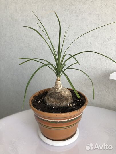 Бокарнея нолина