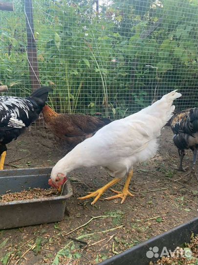 Куры мельфлеры