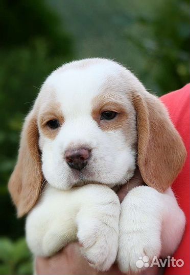 Щенки Бигль