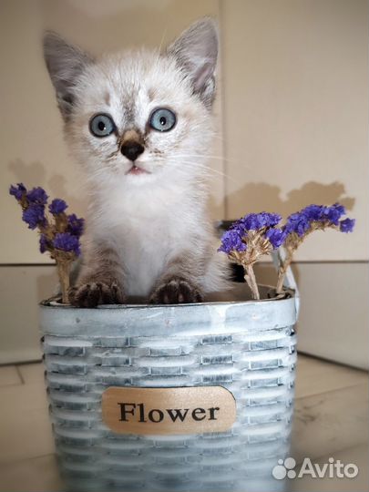 Сиамские кошечки