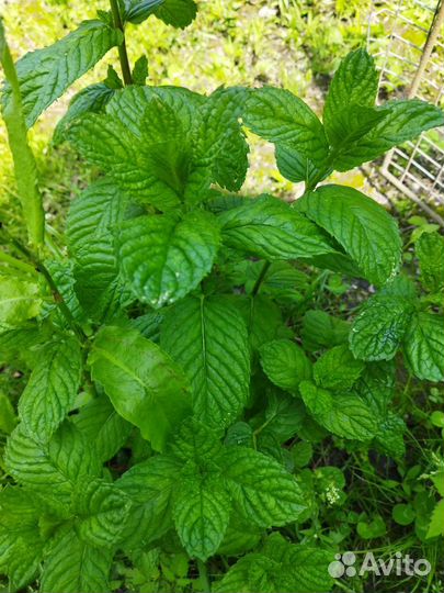 Мята во всех её проявлениях