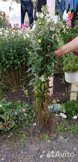 Флокс белый