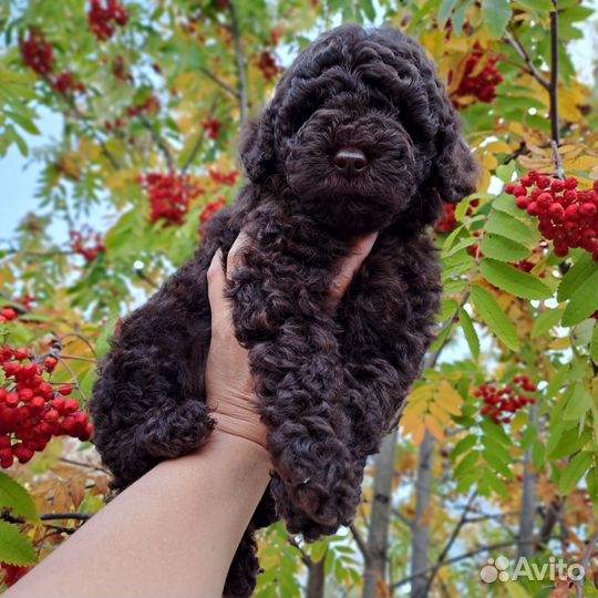 Той-пудель мини мальчик
