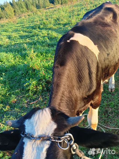 Тёлки и быки